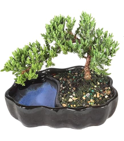 Amazon.com: Live Dwarf Juniper 盆景樹7 歲附手工竹架| 杜松樹或翡翠